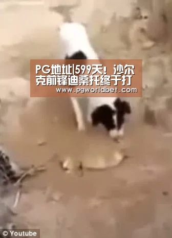 PG地址|599天!沙尔克前锋迪桑托终于打破进球荒(图3) PG中心